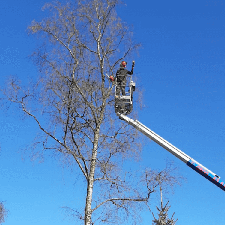 Boomverzorger Huizen Gooi